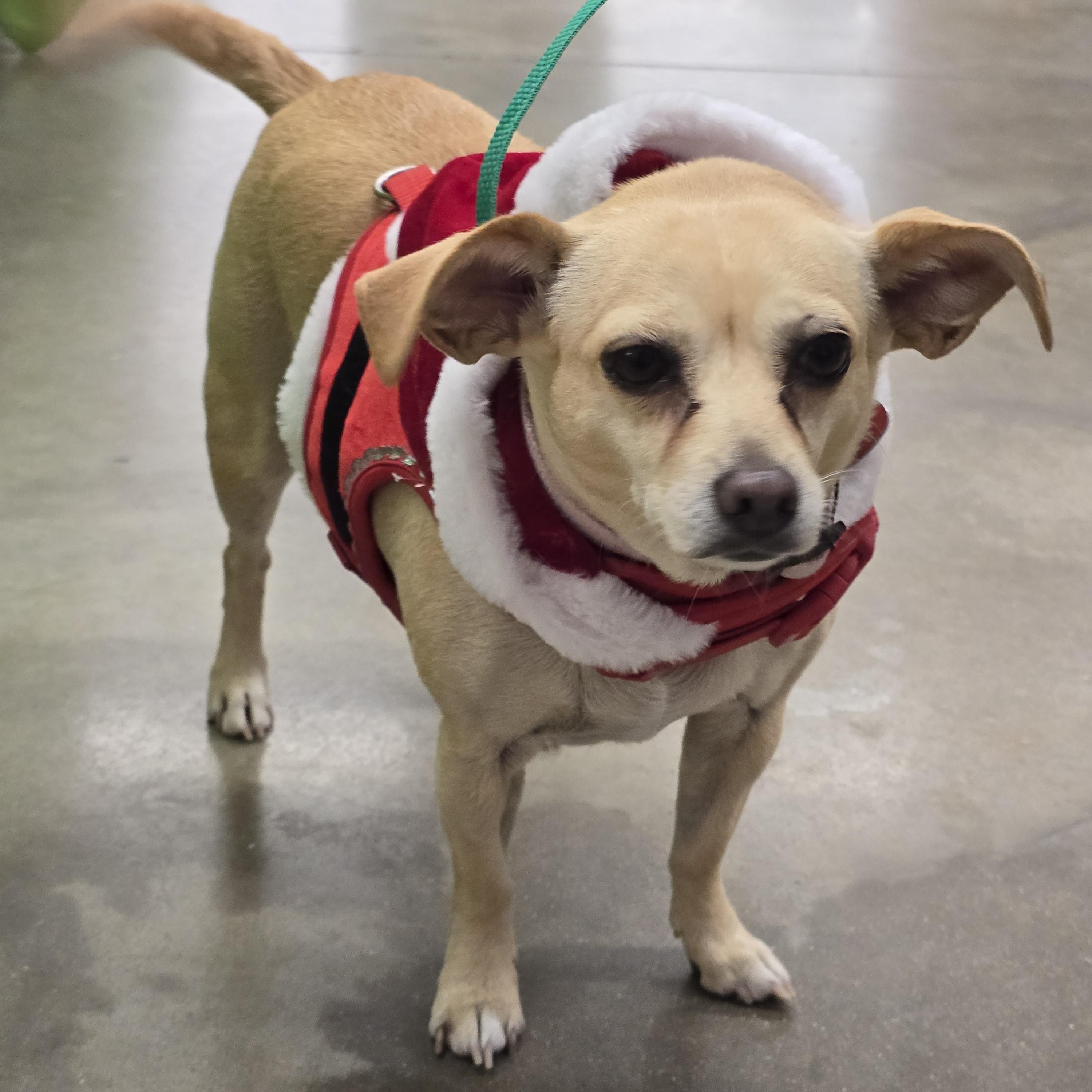 Ruthine OR12257-Thw, Adoptable, Adult Female Chihuahua & Jack Russell Terrier.