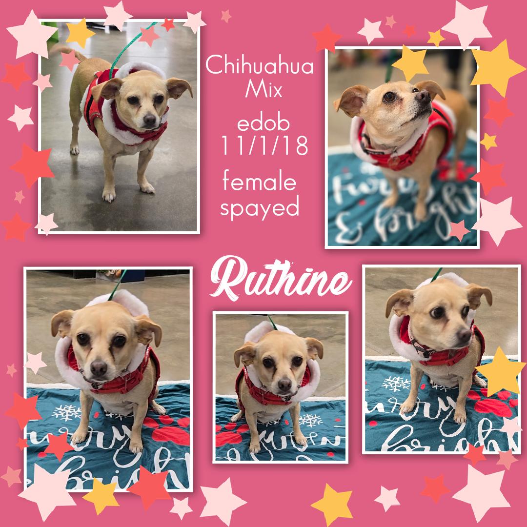 Ruthine OR12257-Thw, a Adoptable mixed breed in Beaverton, OR image 4/6