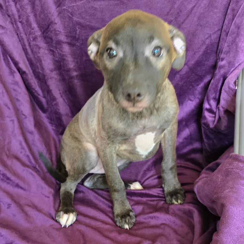 Bonnie (4 Bs Litter), Adoptable, Puppy Female Pointer & Mixed Breed.