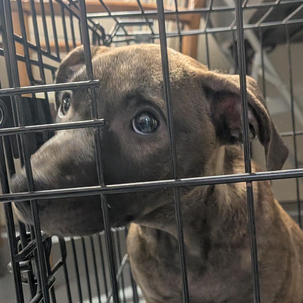 Bonnie (4 Bs Litter), a Adoptable mixed breed in Lenoir, NC image 1/4