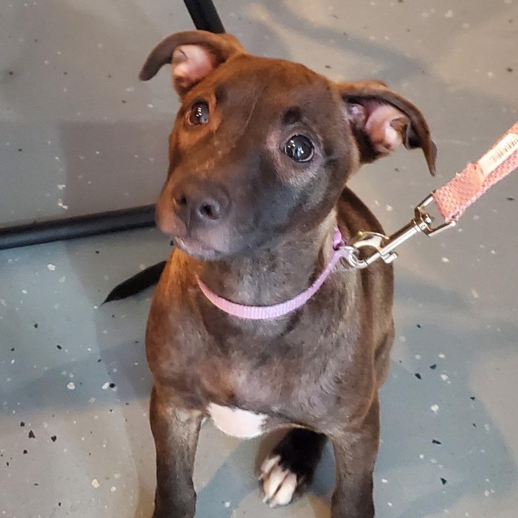 Bonnie (4 Bs Litter), a Adoptable mixed breed in Lenoir, NC image 2/4