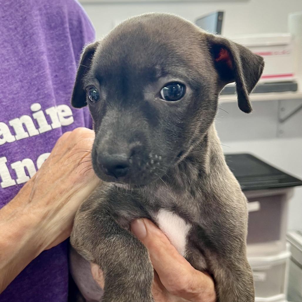 Bonnie (4 Bs Litter), a Adoptable mixed breed in Lenoir, NC image 4/4