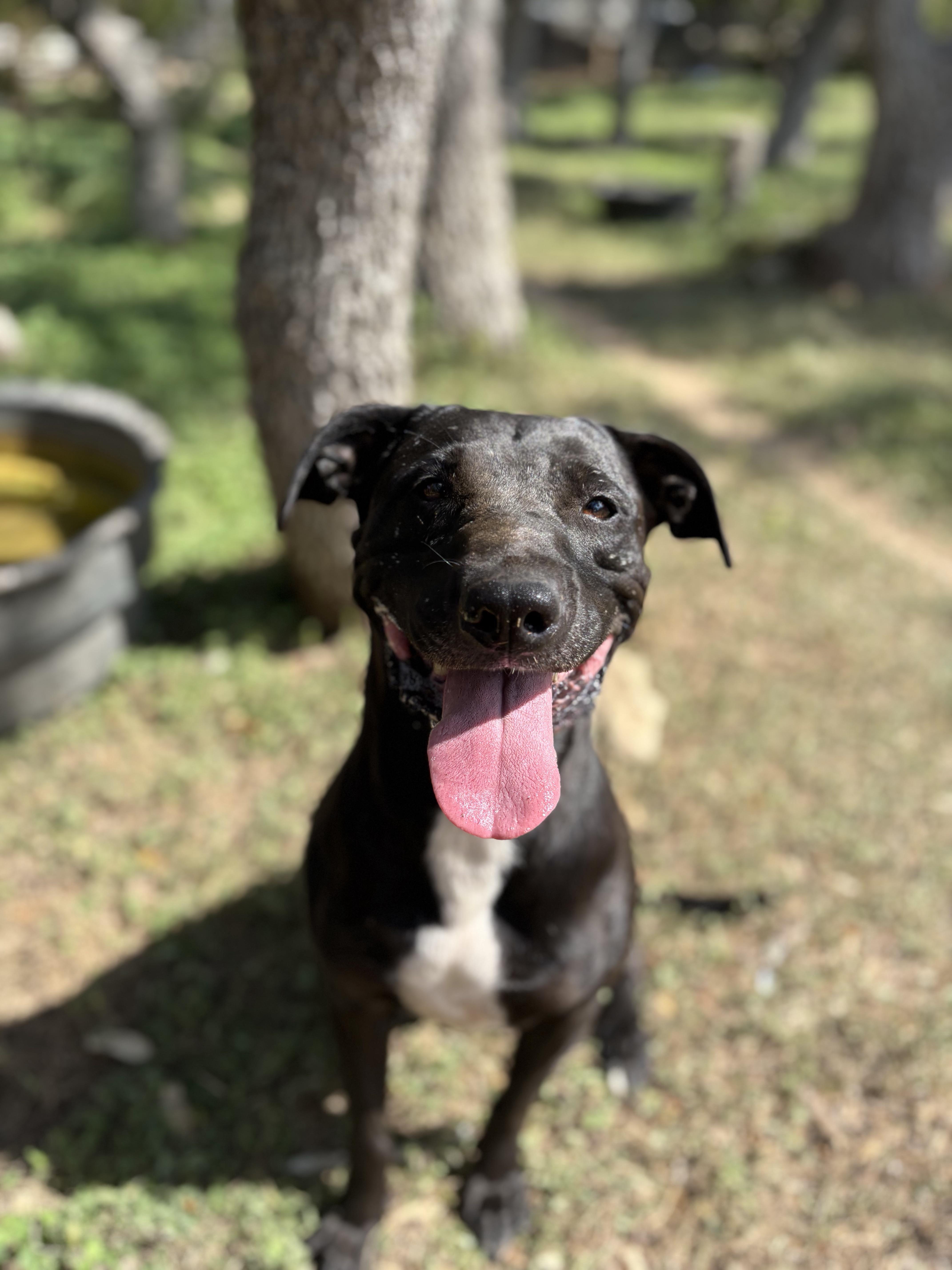 Willow, a ADOPTABLE Mixed Breed in Blanco, TX image 5/6