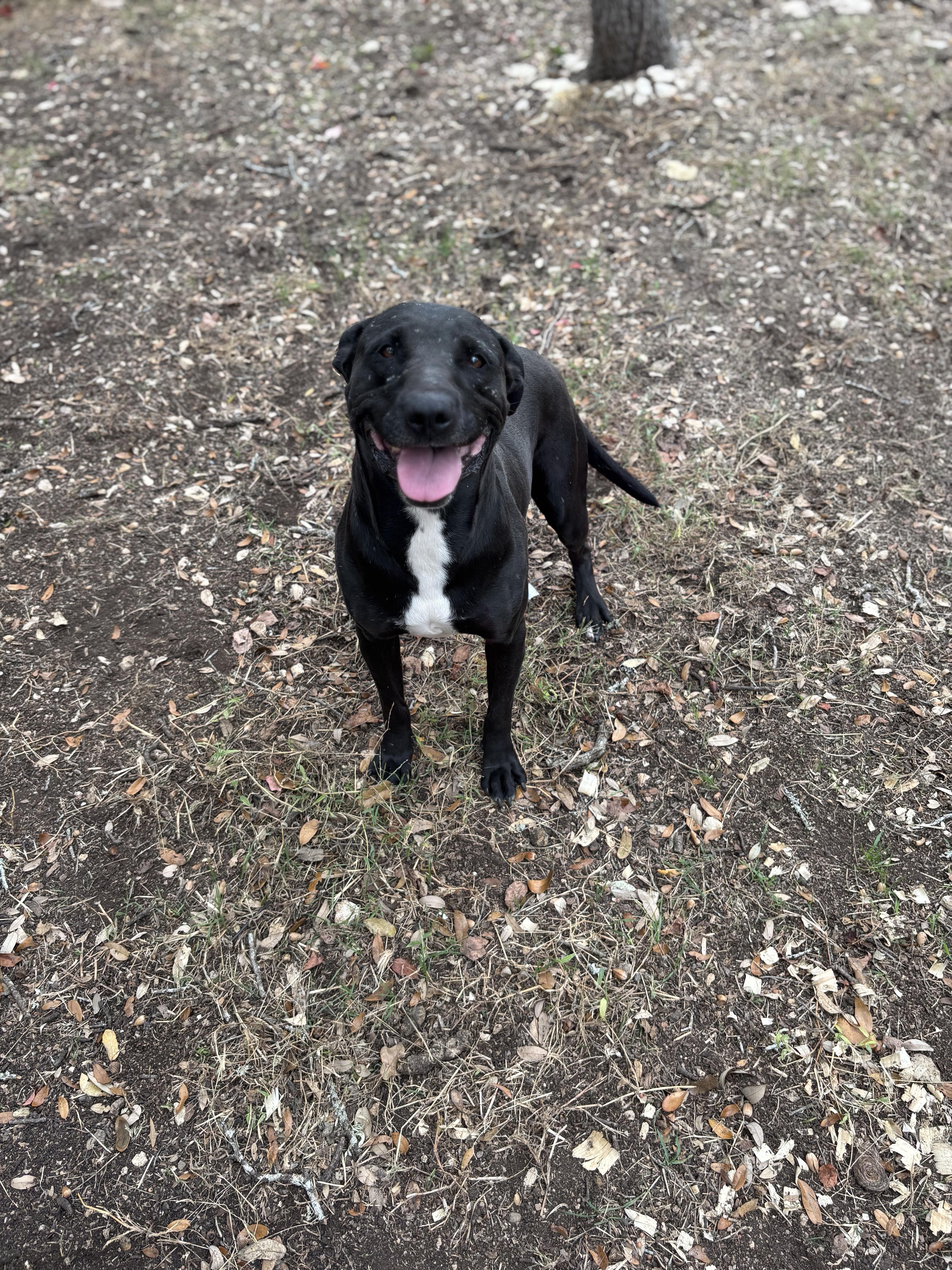 Willow, a ADOPTABLE Mixed Breed in Blanco, TX image 4/6