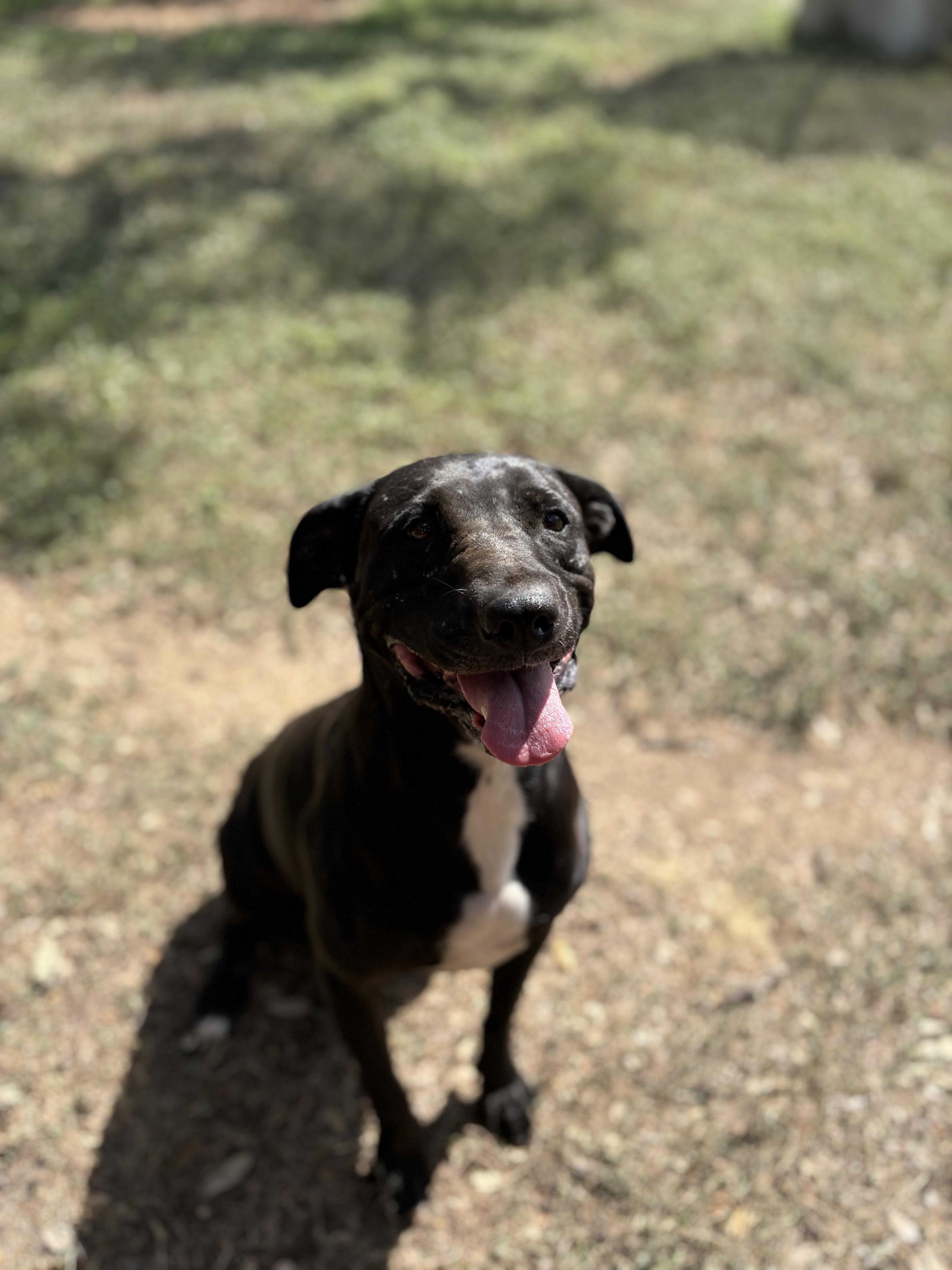 Willow, a ADOPTABLE Mixed Breed in Blanco, TX image 1/6