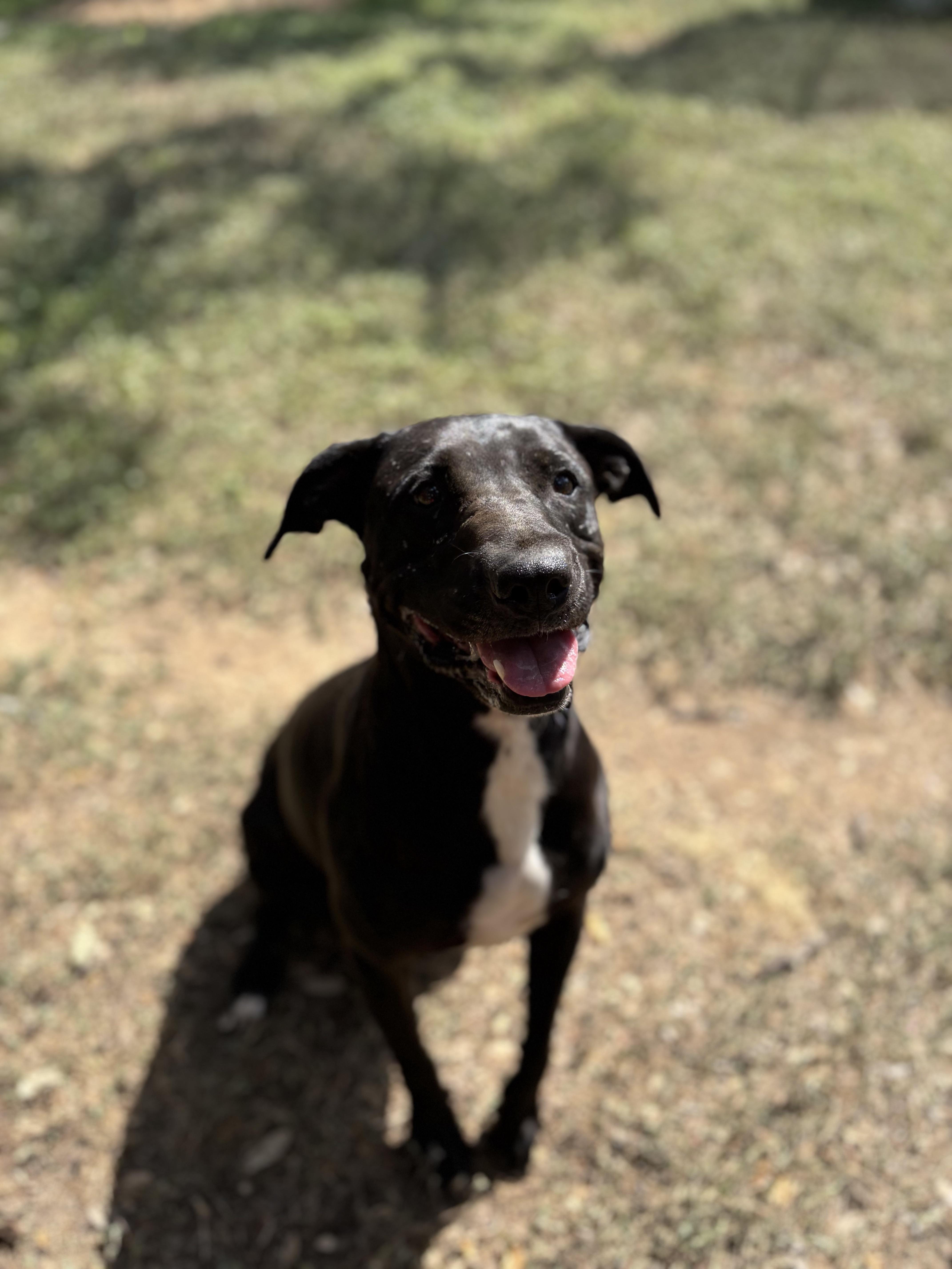 Willow, a ADOPTABLE Mixed Breed in Blanco, TX image 3/6