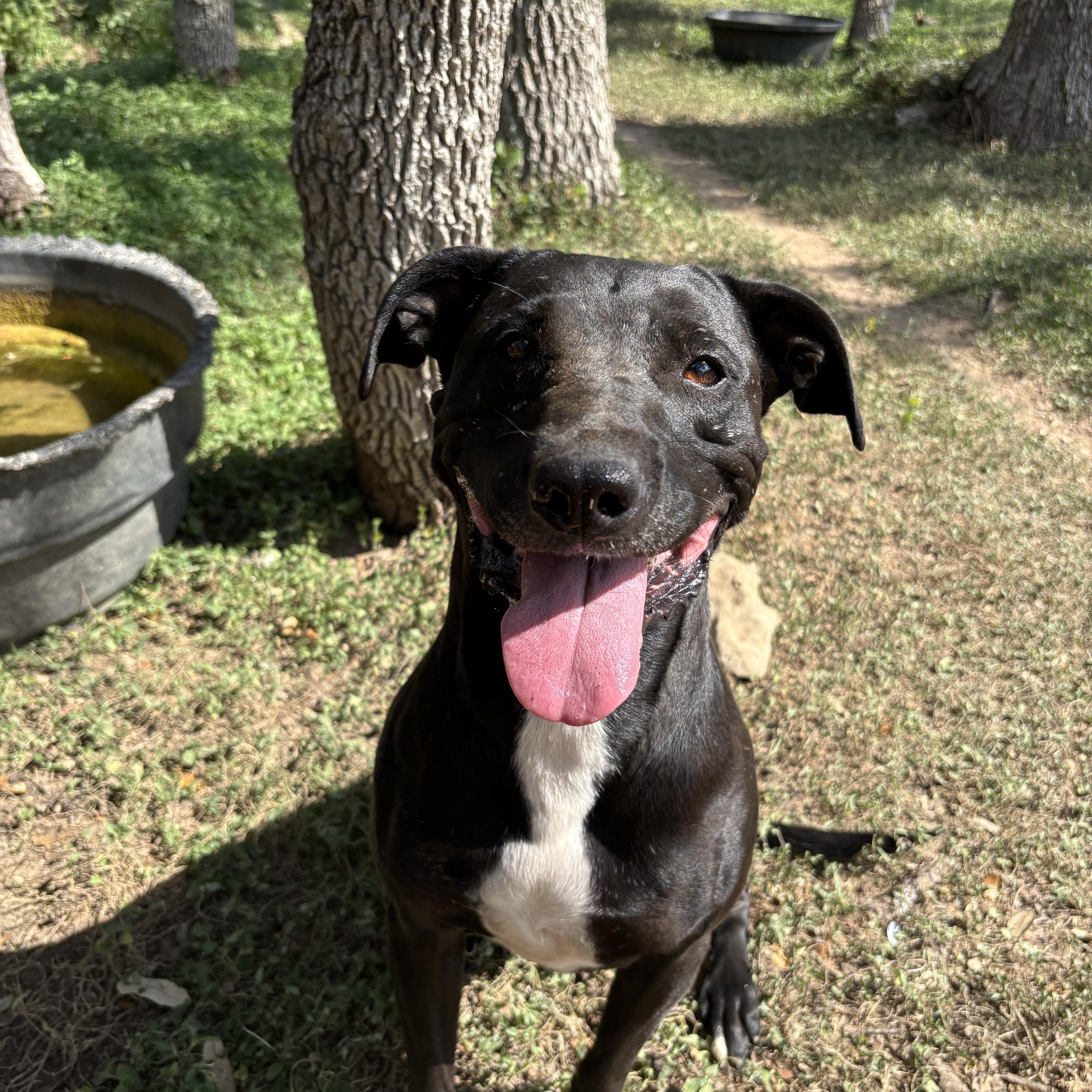 Willow, a ADOPTABLE Mixed Breed in Blanco, TX image 2/6