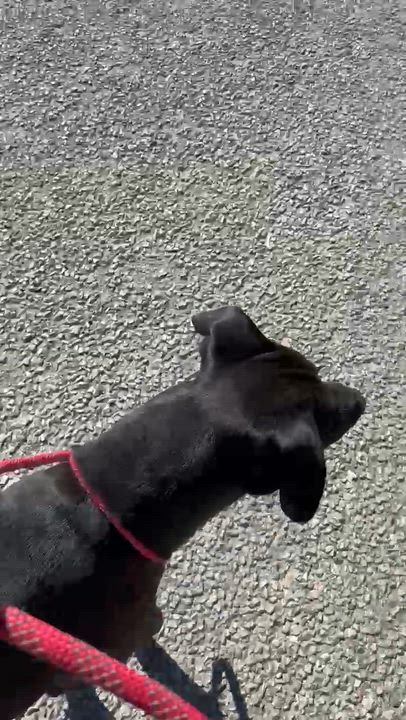 Enlarge Willow, a ADOPTABLE Mixed Breed in Blanco, TX video 6/6