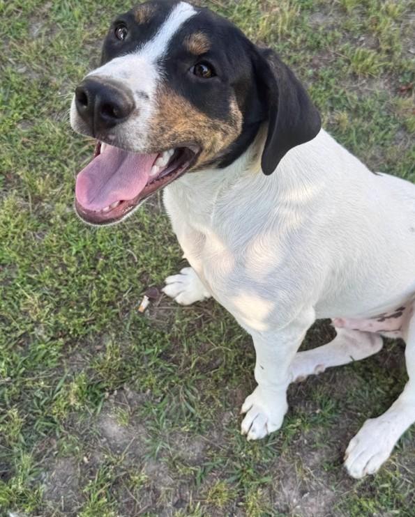 Enlarge Gizmo, a ADOPTABLE Mixed Breed in Joppa, AL image 3/3