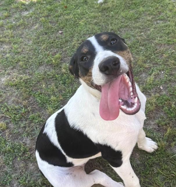 Enlarge Gizmo, a ADOPTABLE Mixed Breed in Joppa, AL image 2/3