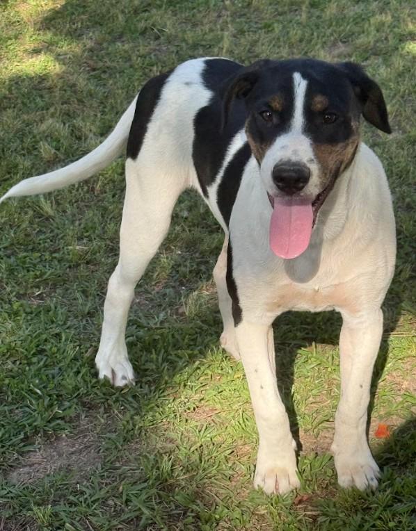 Enlarge Gizmo, a ADOPTABLE Mixed Breed in Joppa, AL image 1/3