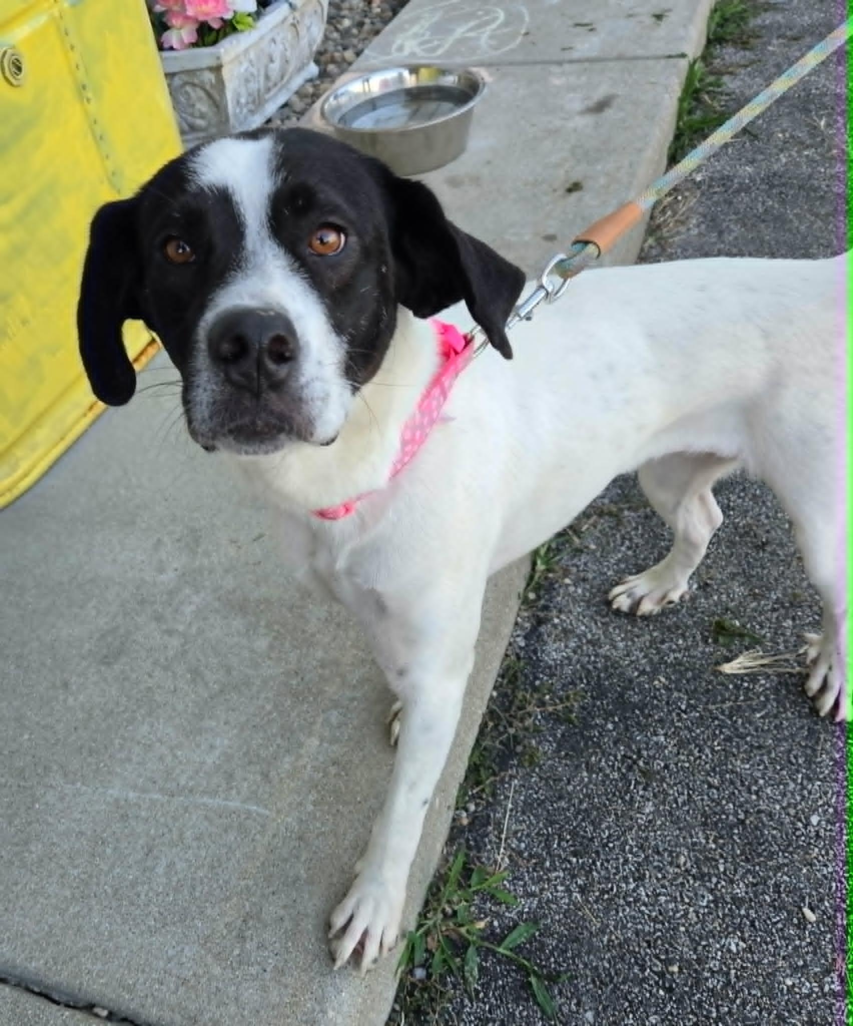 Enlarge Pippy, a ADOPTABLE mixed breed in Petersburg, IN image 1/1