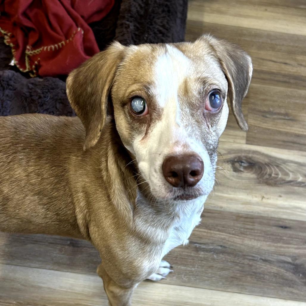 Stevie Wander, Adoptable, Senior Male Mixed Breed.