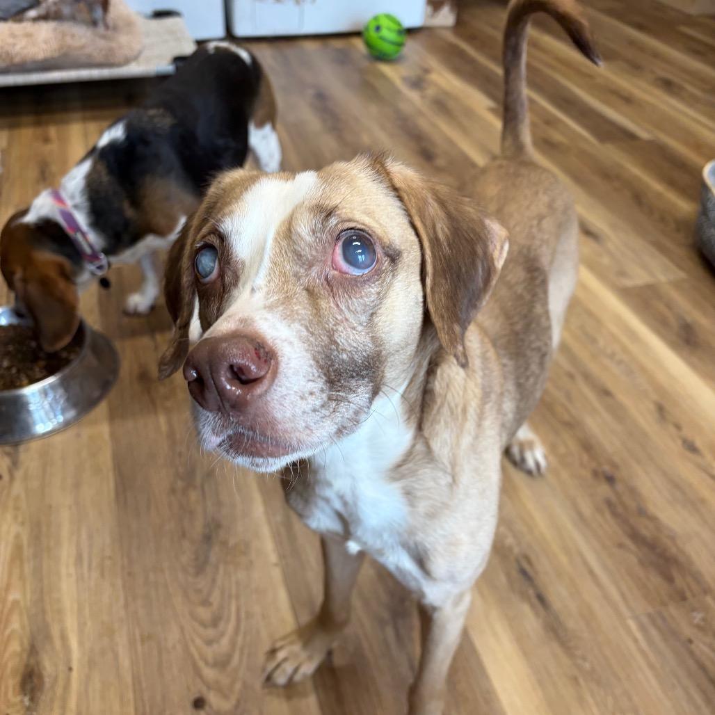 Enlarge Stevie Wander, a Adoptable Mixed Breed in Rockville, MD image 2/4