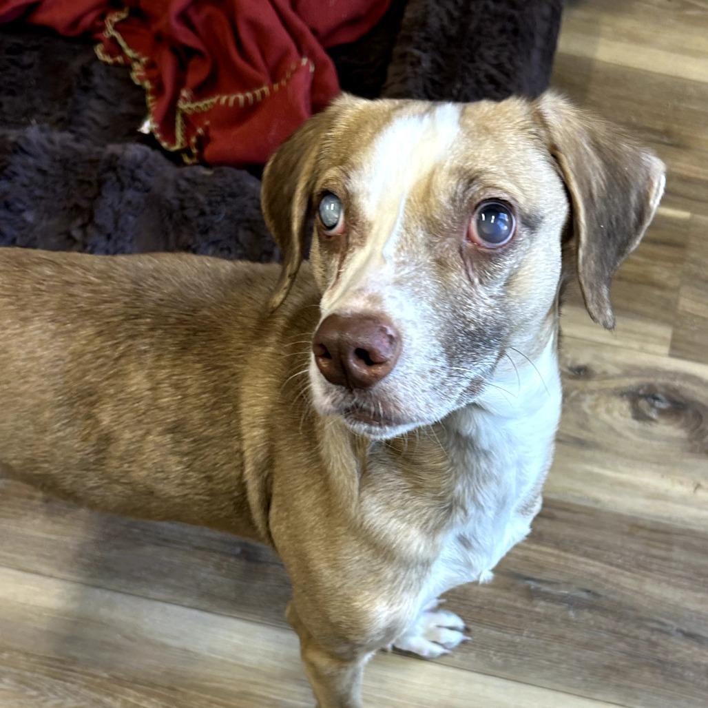Enlarge Stevie Wander, a Adoptable Mixed Breed in Rockville, MD image 3/4