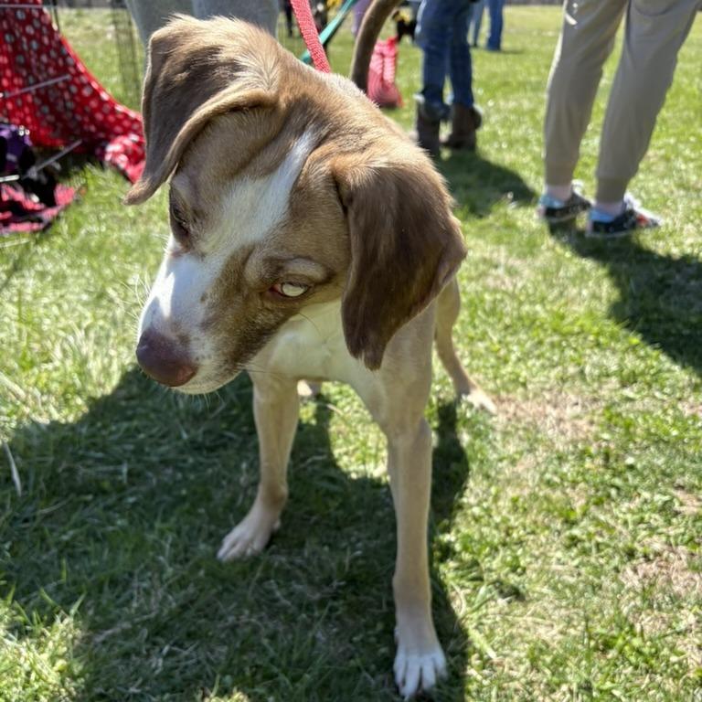 Enlarge Stevie Wander, a Adoptable Mixed Breed in Rockville, MD image 4/4