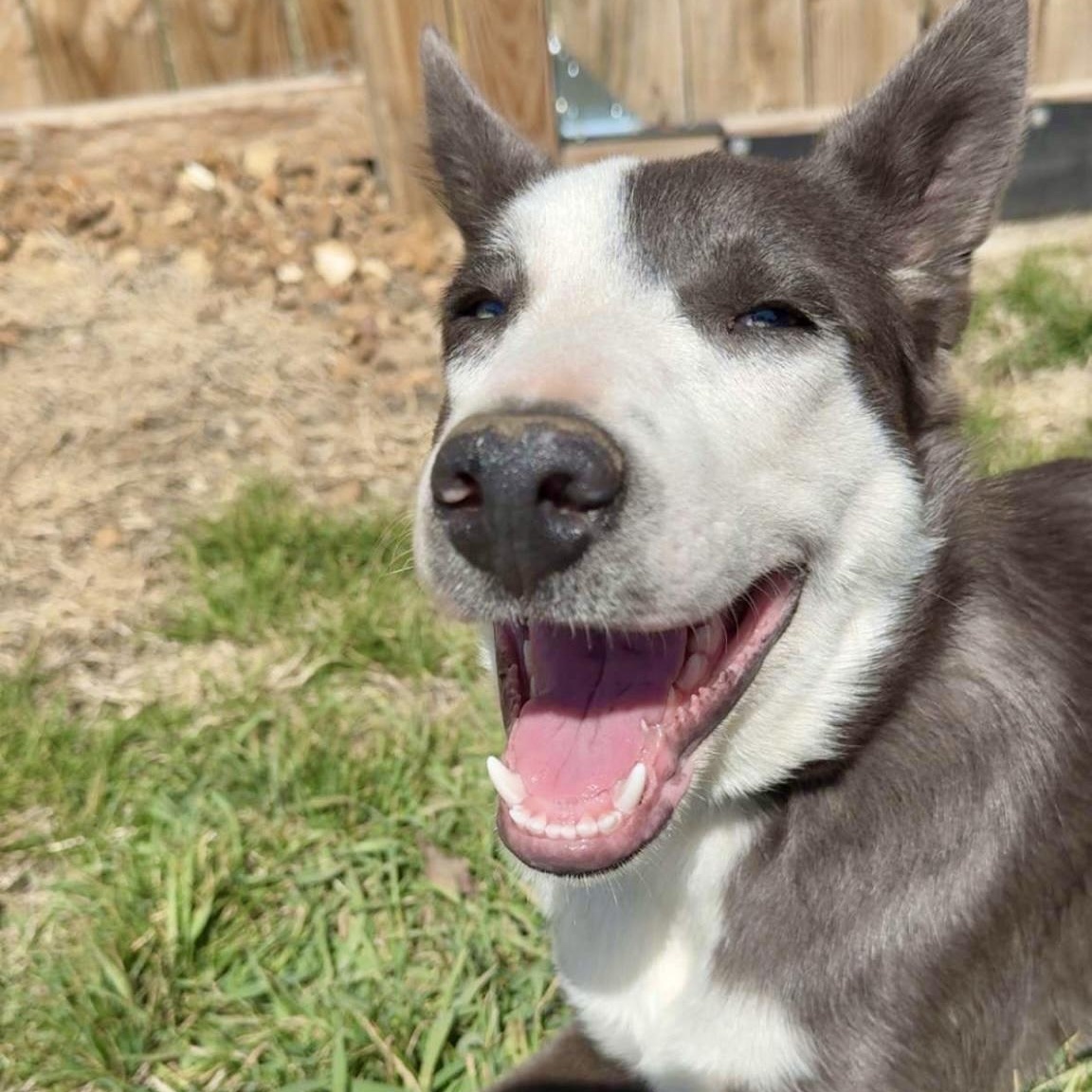 Enlarge Bert, a ADOPTABLE mixed breed in Shenandoah, IA image 3/3