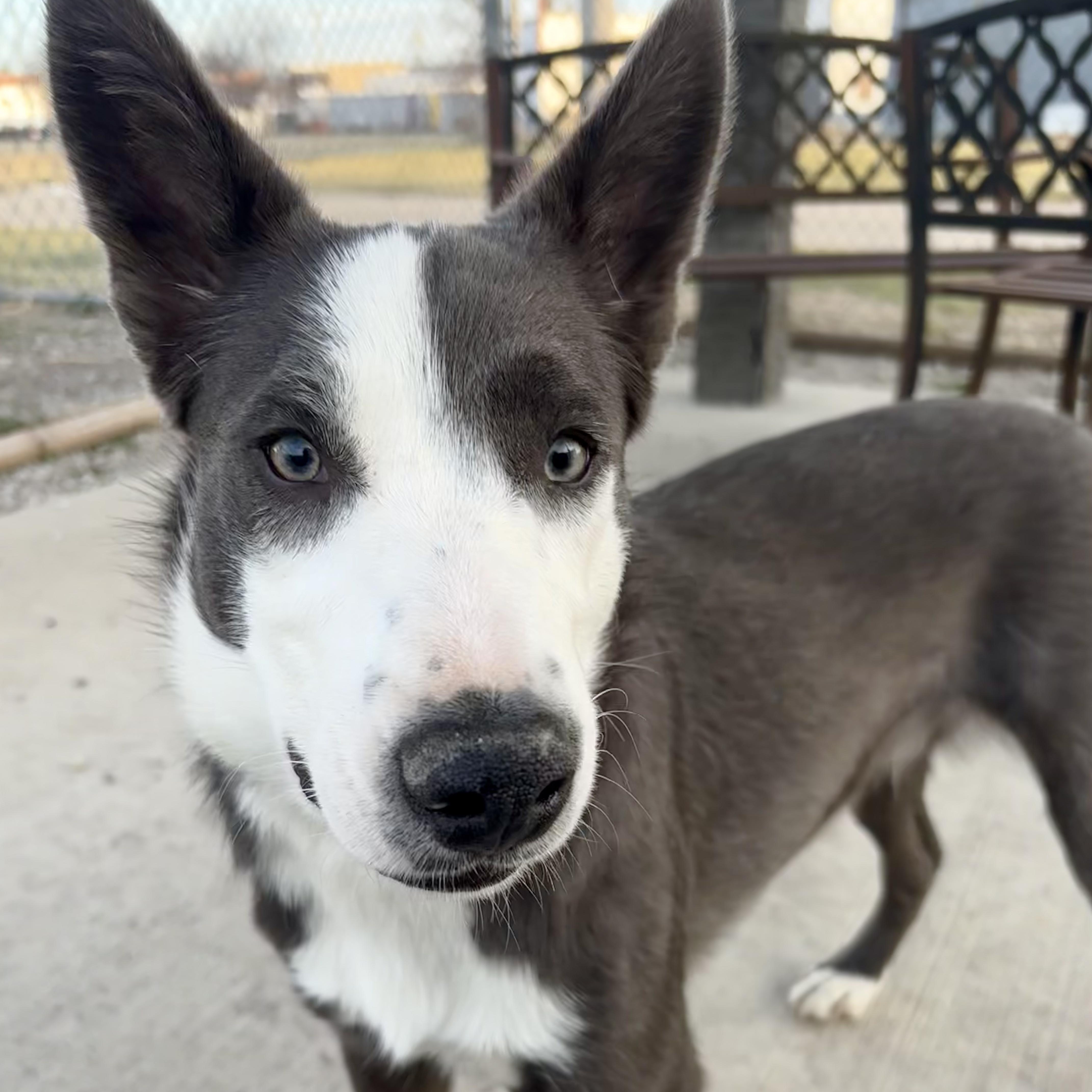 Bert, ADOPTABLE, Puppy Male Border Collie.