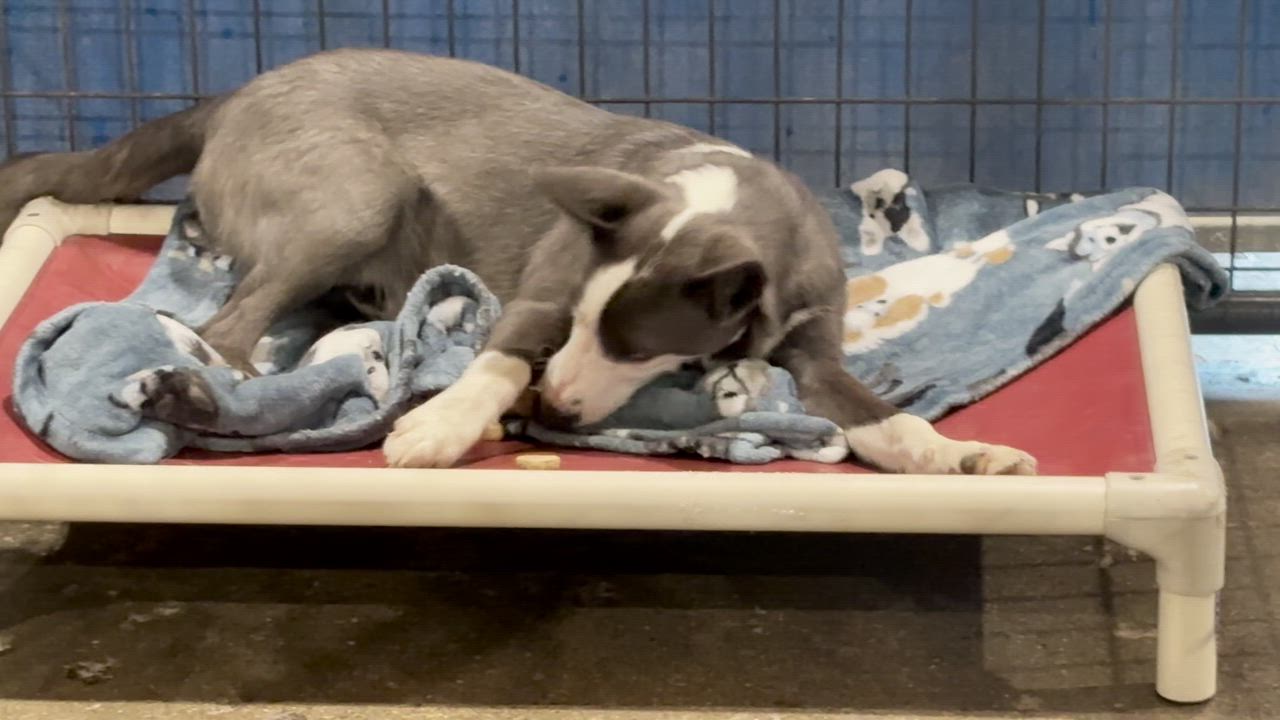 Enlarge Bert, a ADOPTABLE mixed breed in Shenandoah, IA video 2/3