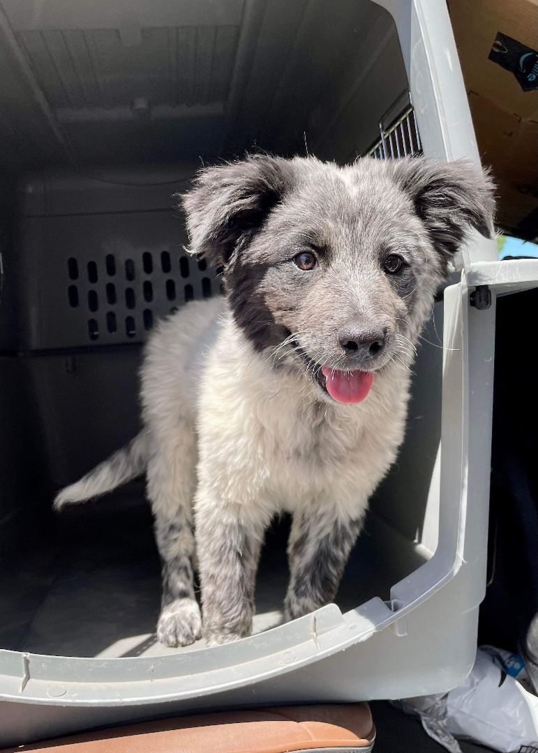 Seamus (Shaamus), Adopted, Puppy Male Australian Shepherd.