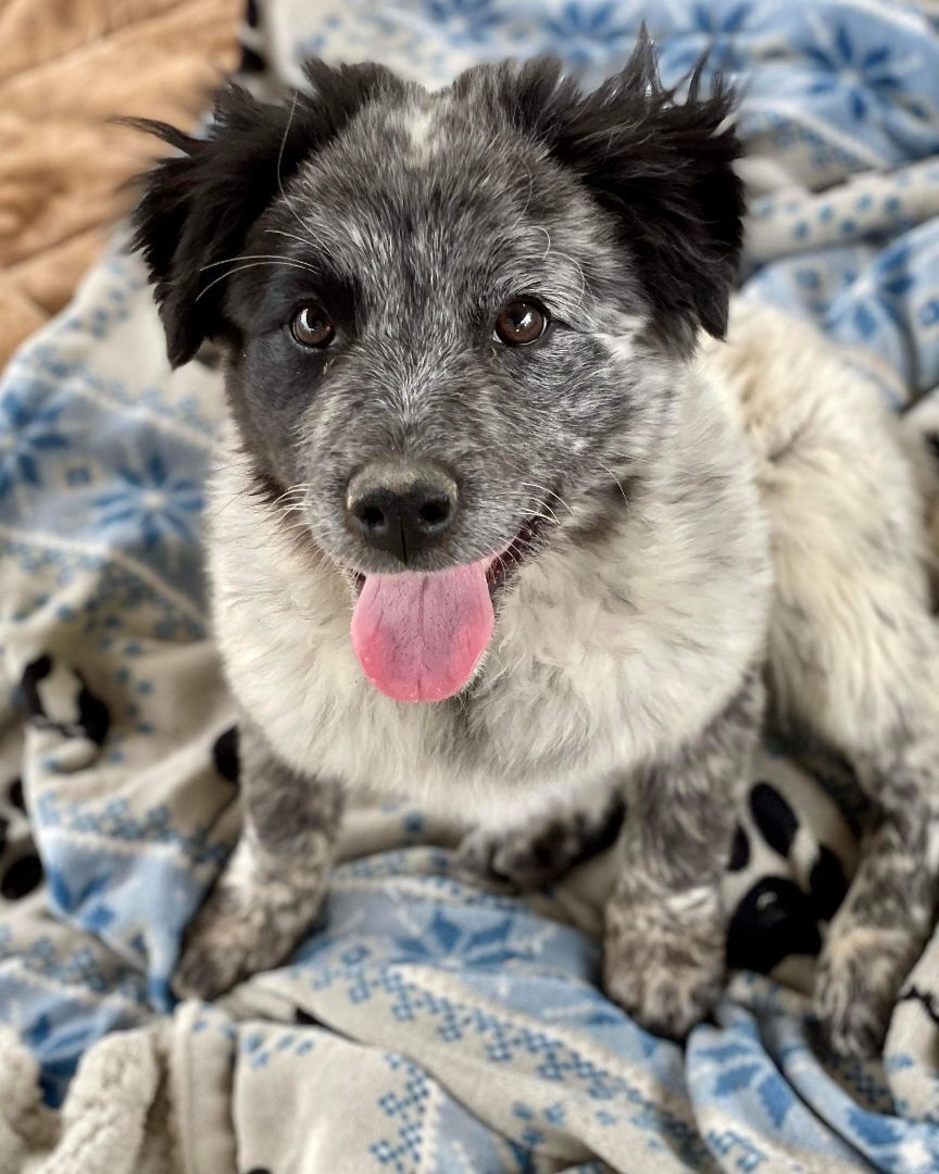 Enlarge Seamus (Shaamus), a Adopted Australian Shepherd in Thatcher, AZ image 2/6