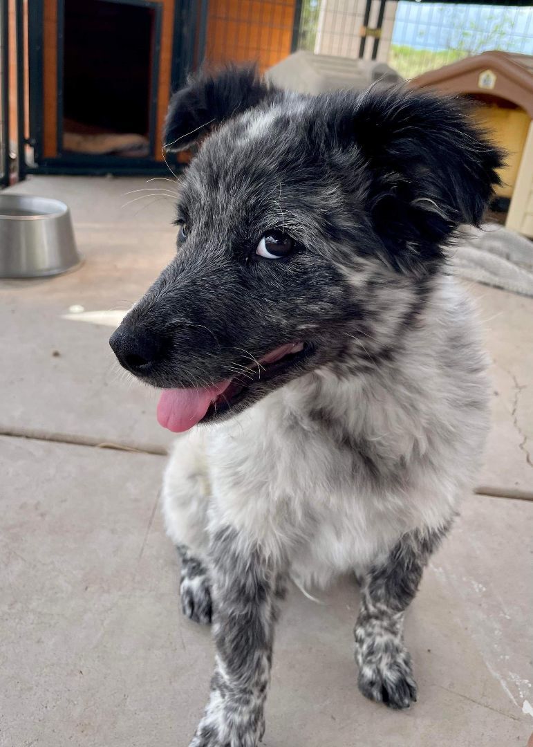 Enlarge Seamus (Shaamus), a Adopted Australian Shepherd in Thatcher, AZ image 3/6