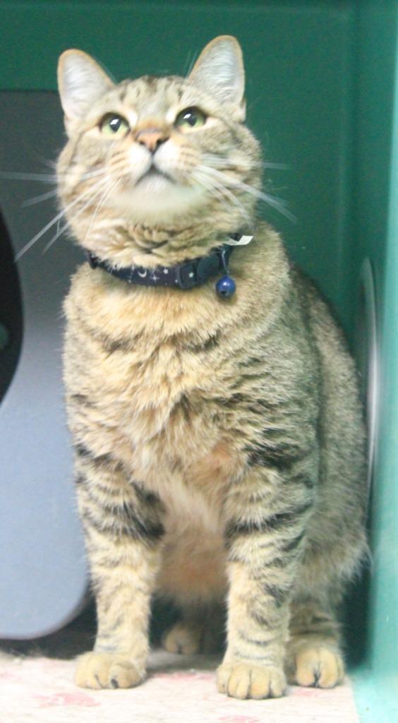 Theodore, Adoptable, Adult Male Domestic Short Hair.