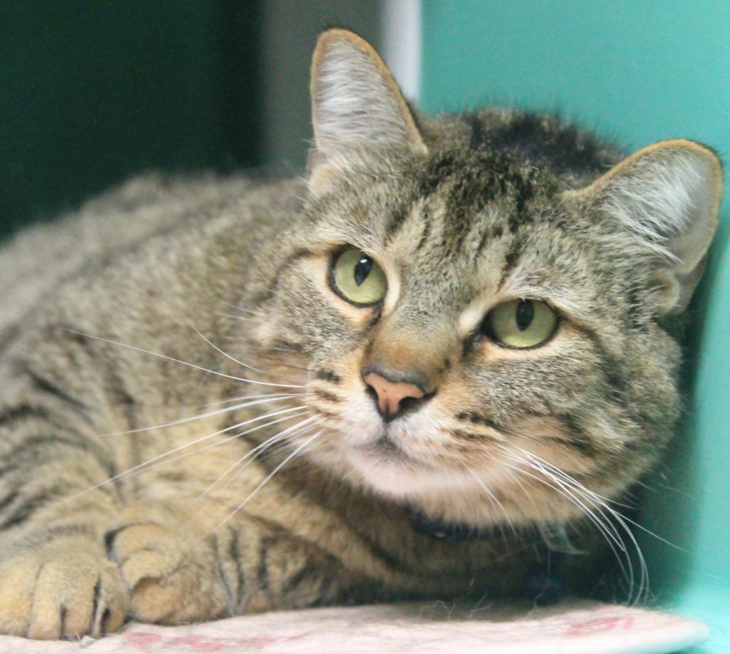 Enlarge Theodore, a Adoptable mixed breed in Utica, MI image 2/3