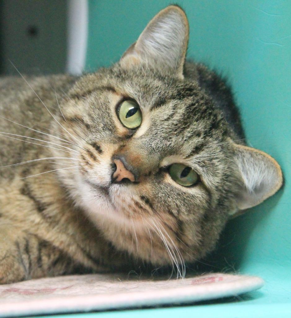 Enlarge Theodore, a Adoptable mixed breed in Utica, MI image 3/3