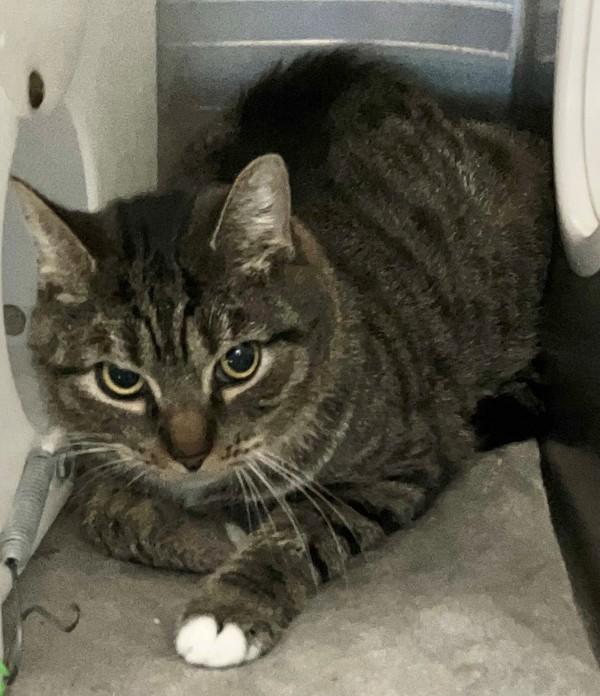 Williamsburg, Adoptable, Adult Male Domestic Short Hair.