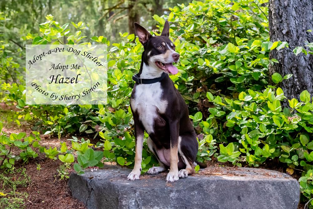 HAZEL, an adopted mixed breed in Shelton, WA image 4/6