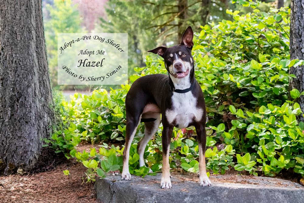 HAZEL, adopted, Adult Female Australian Kelpie & Australian Terrier.