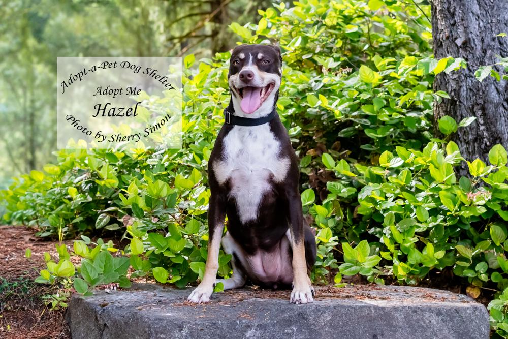 HAZEL, an adopted mixed breed in Shelton, WA image 5/6