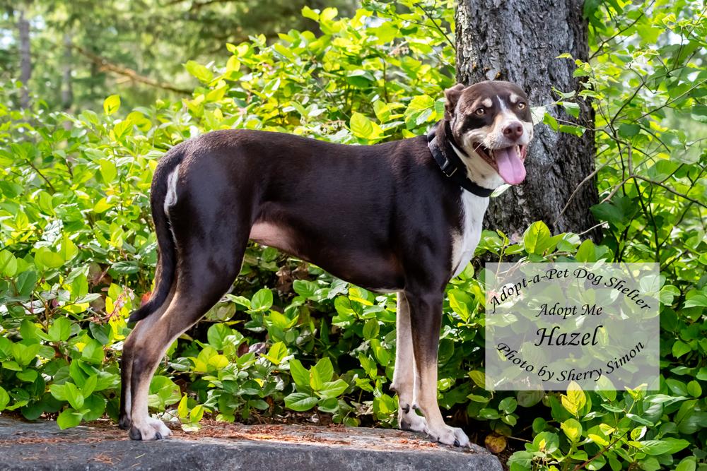 HAZEL, an adopted mixed breed in Shelton, WA image 3/6
