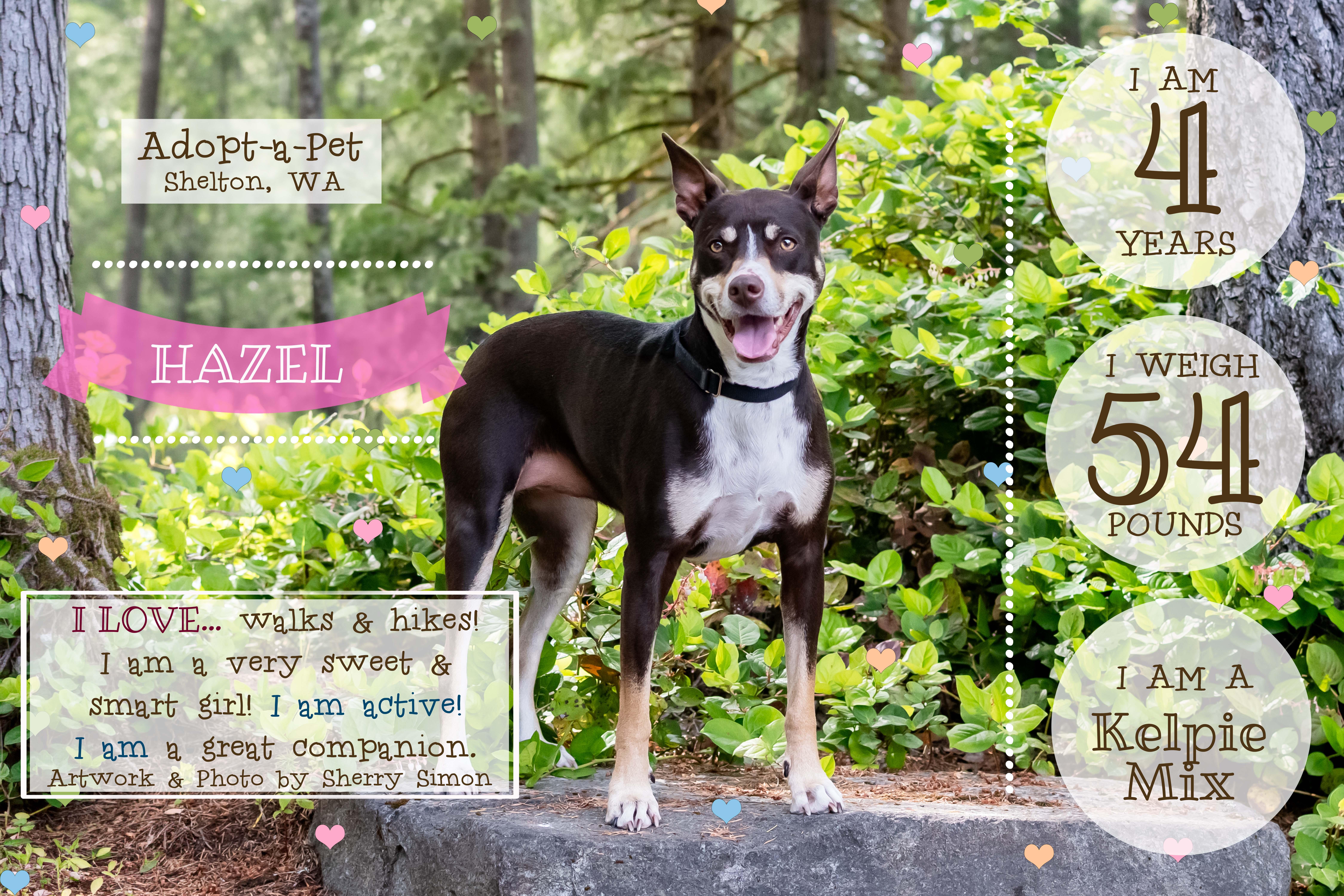 HAZEL, an adopted mixed breed in Shelton, WA image 2/6