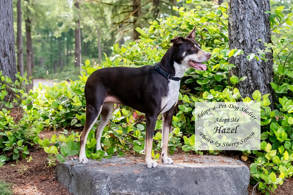 HAZEL, an adopted mixed breed in Shelton, WA image 6/6