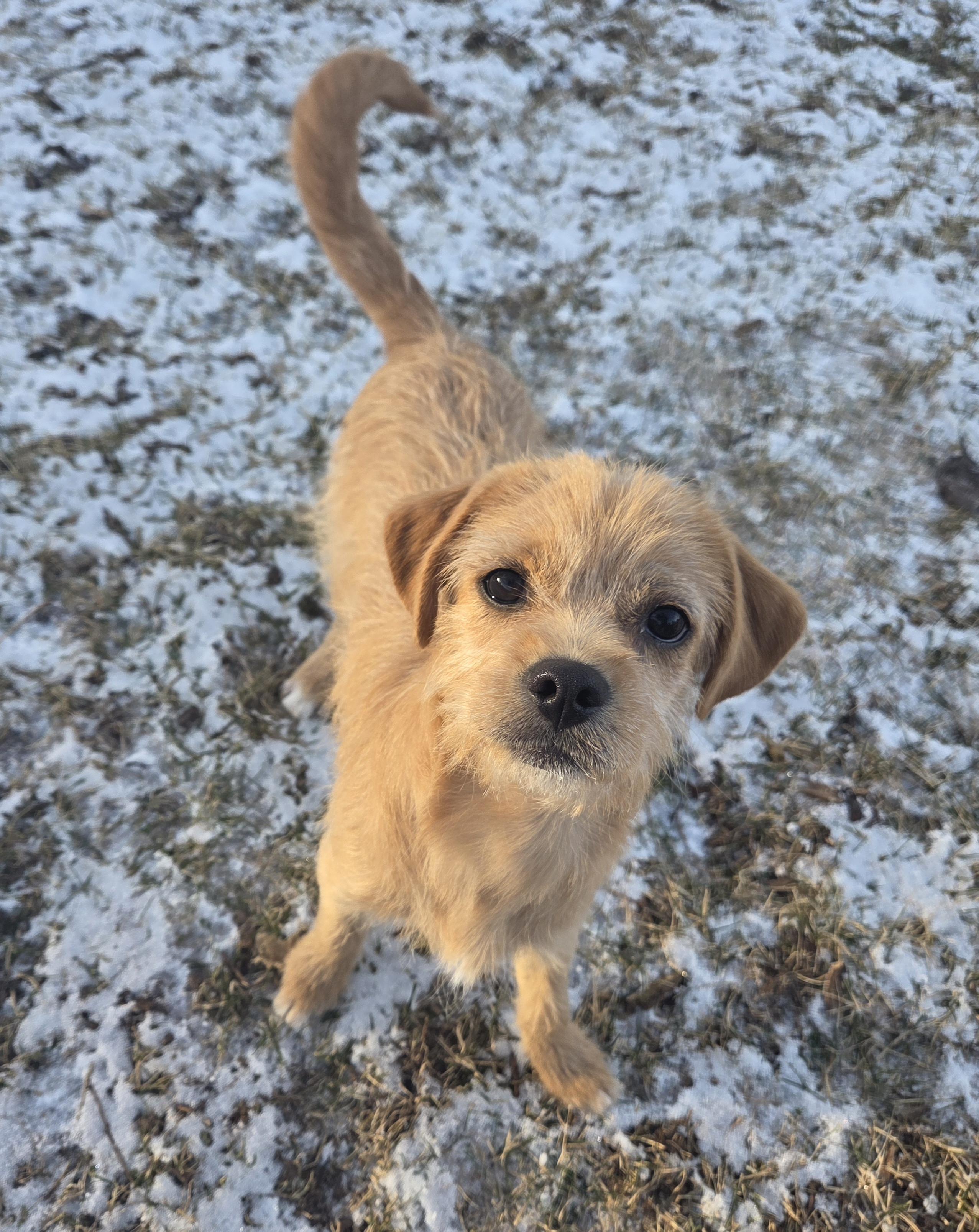 Jace, Adoptable, Young Male Terrier & Mixed Breed.