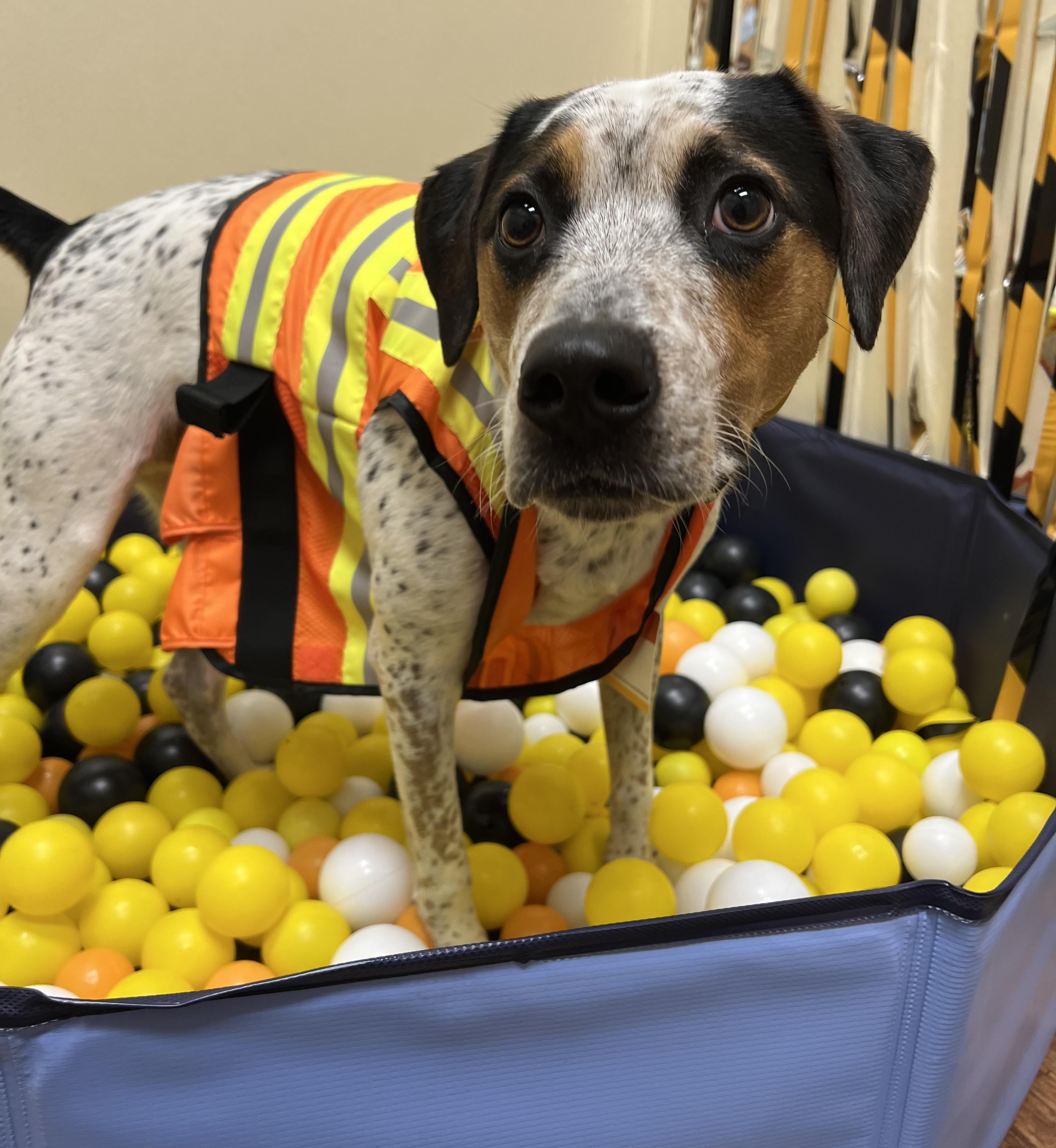 Enlarge Eddie, a Adoptable mixed breed in Albany, NY image 6/6