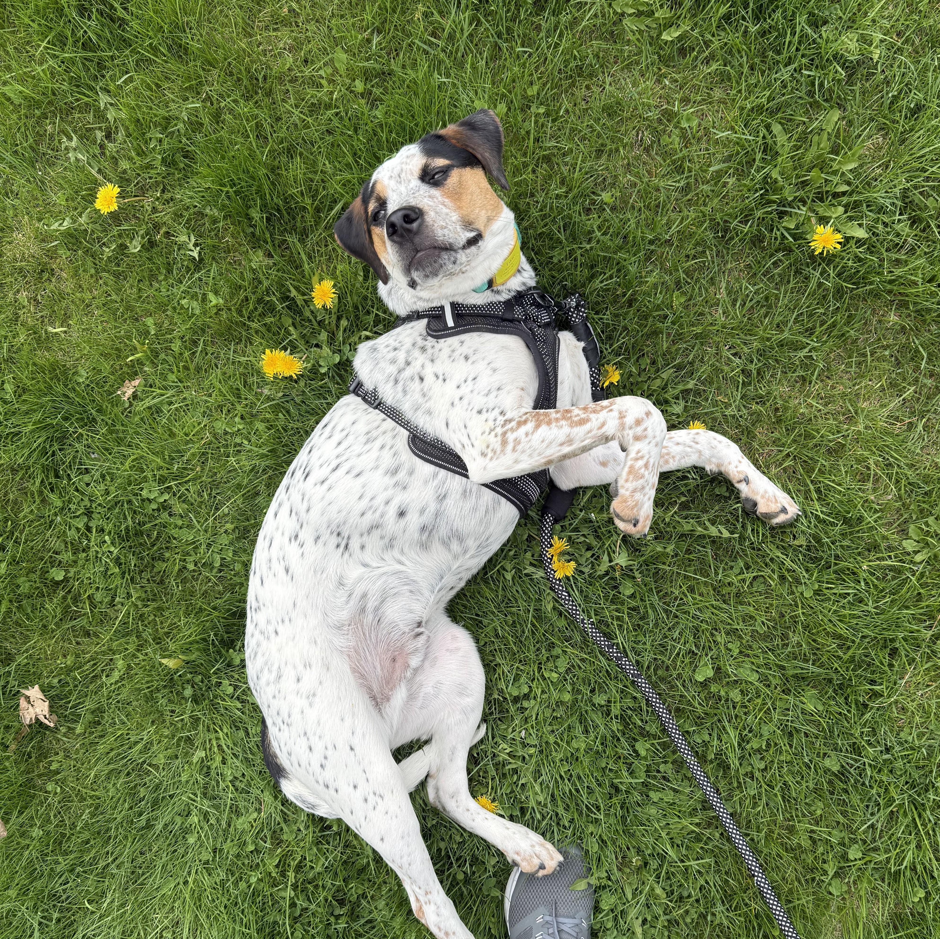 Enlarge Eddie, a Adoptable mixed breed in Albany, NY image 5/6