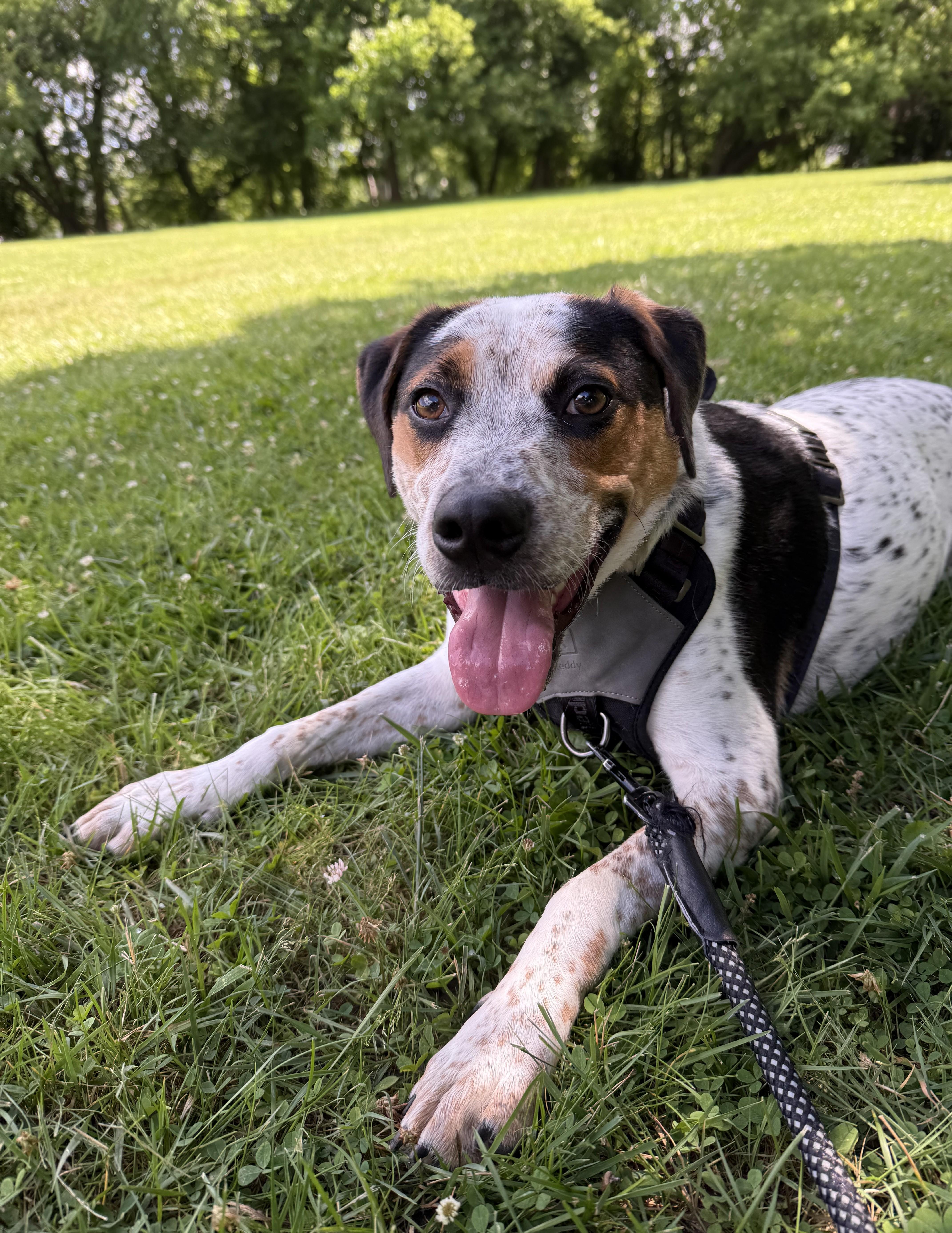 Enlarge Eddie, a Adoptable mixed breed in Albany, NY image 3/6
