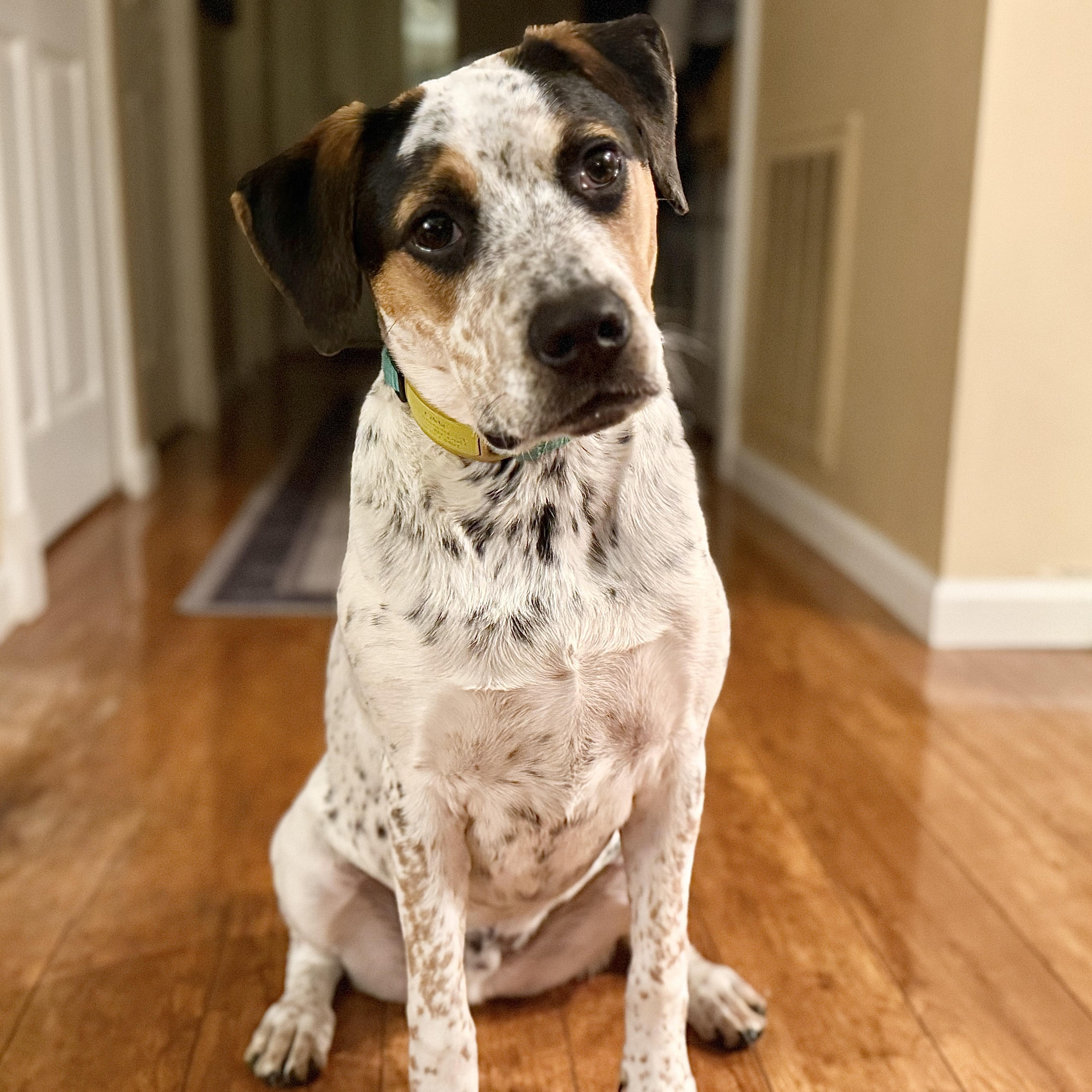 Eddie, Adoptable, Young Male Australian Cattle Dog / Blue Heeler & Bulldog.