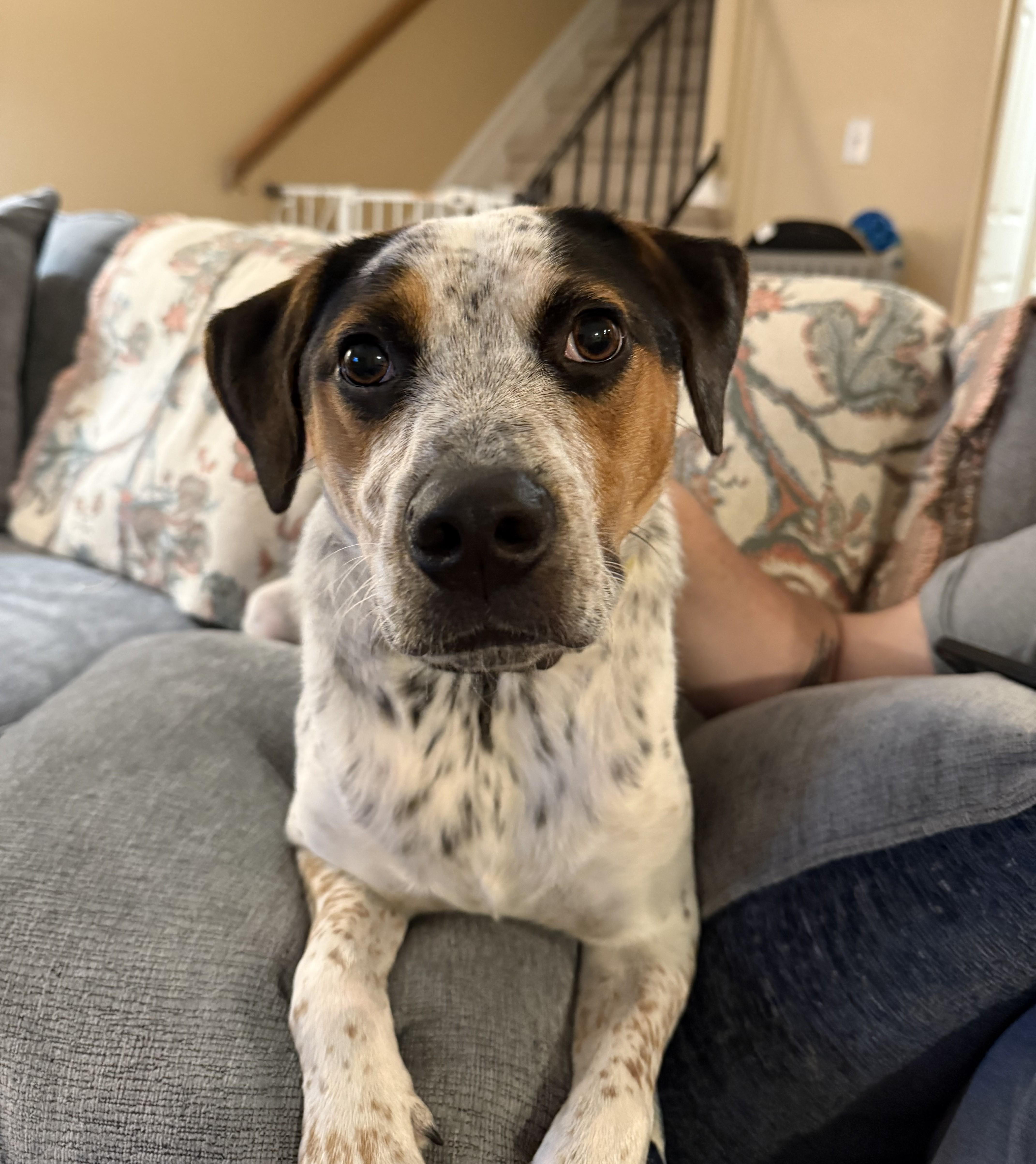Enlarge Eddie, a Adoptable mixed breed in Albany, NY image 4/6