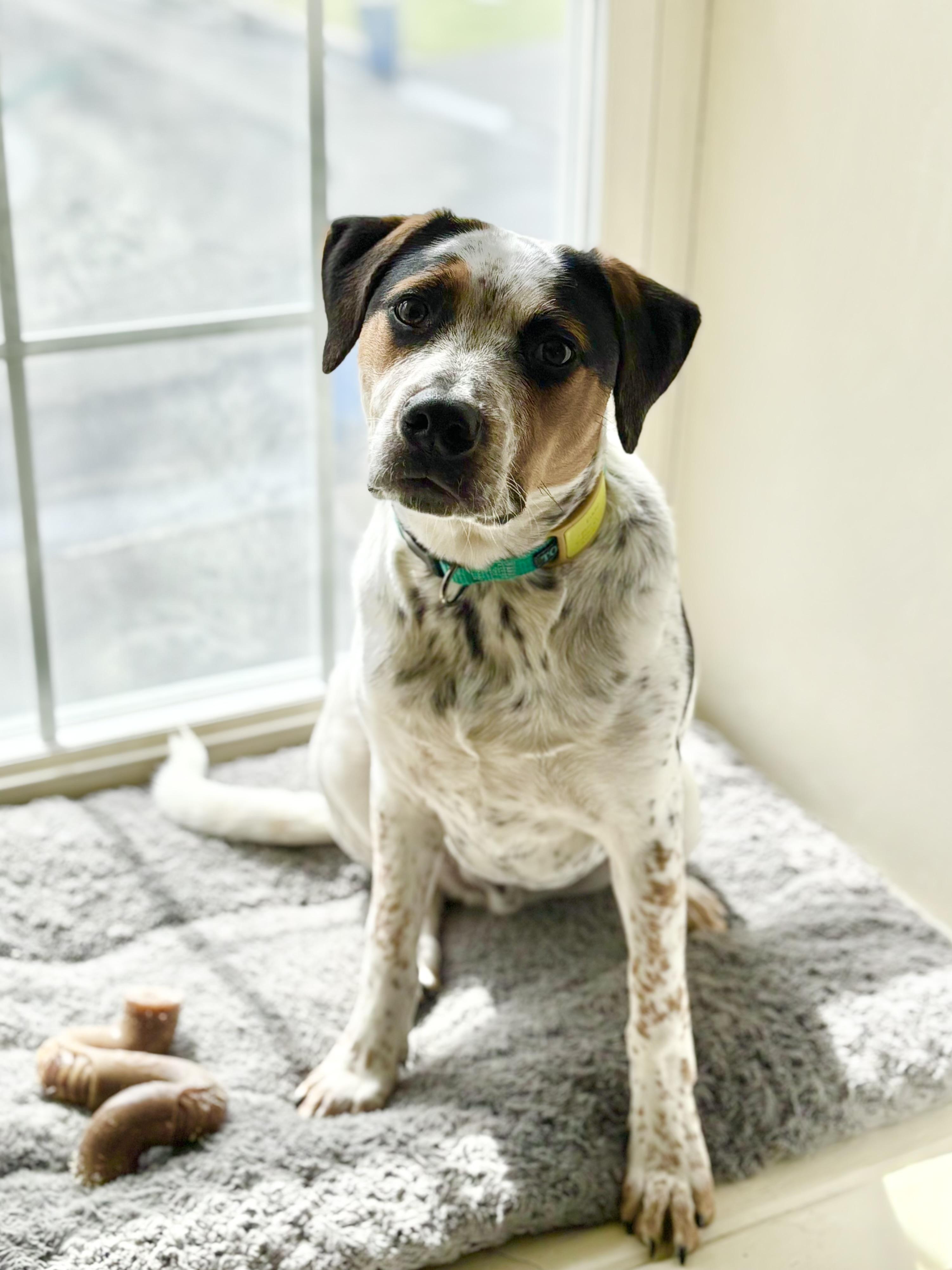 Enlarge Eddie, a Adoptable mixed breed in Albany, NY image 2/6