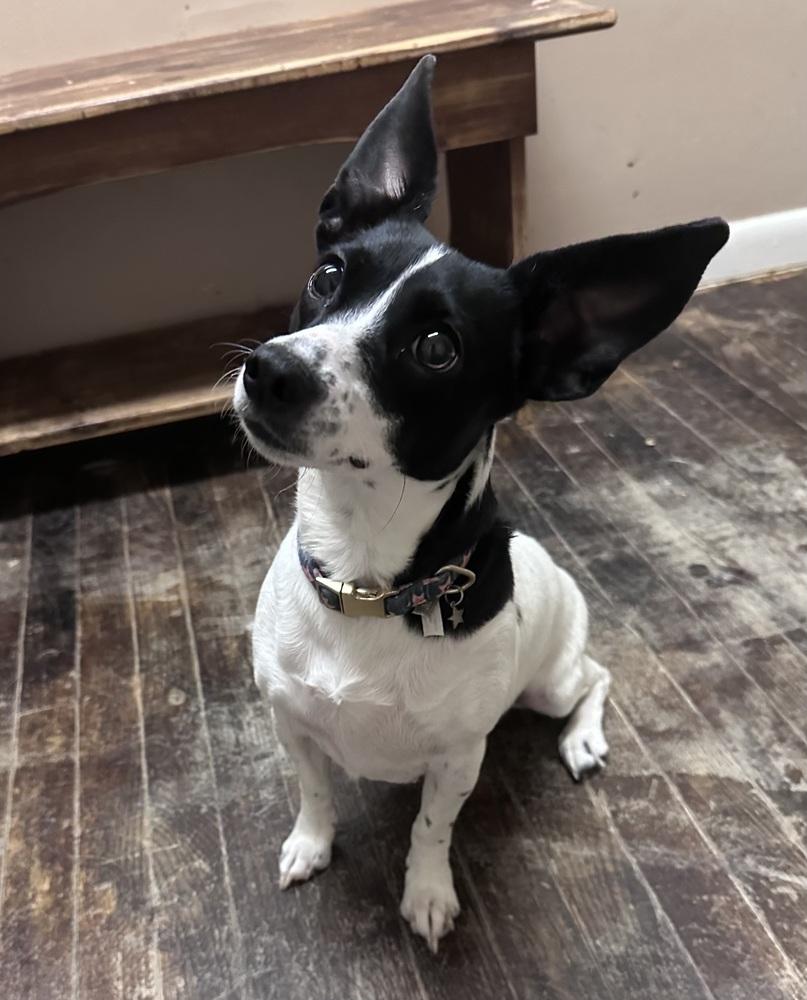 Enlarge Minnie, a Adoptable mixed breed in Irwin, PA image 2/5