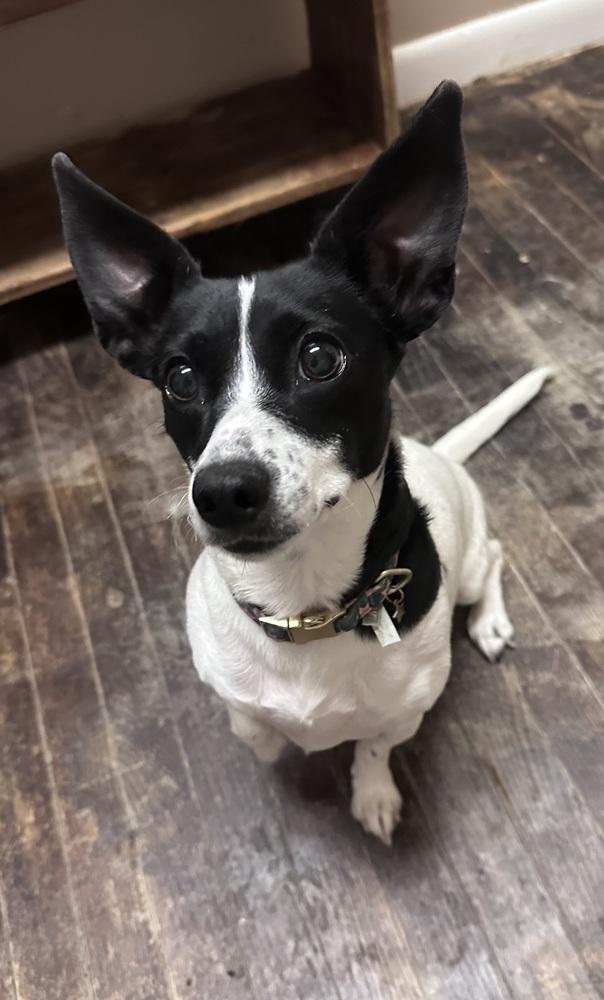 Enlarge Minnie, a Adoptable mixed breed in Irwin, PA image 3/5