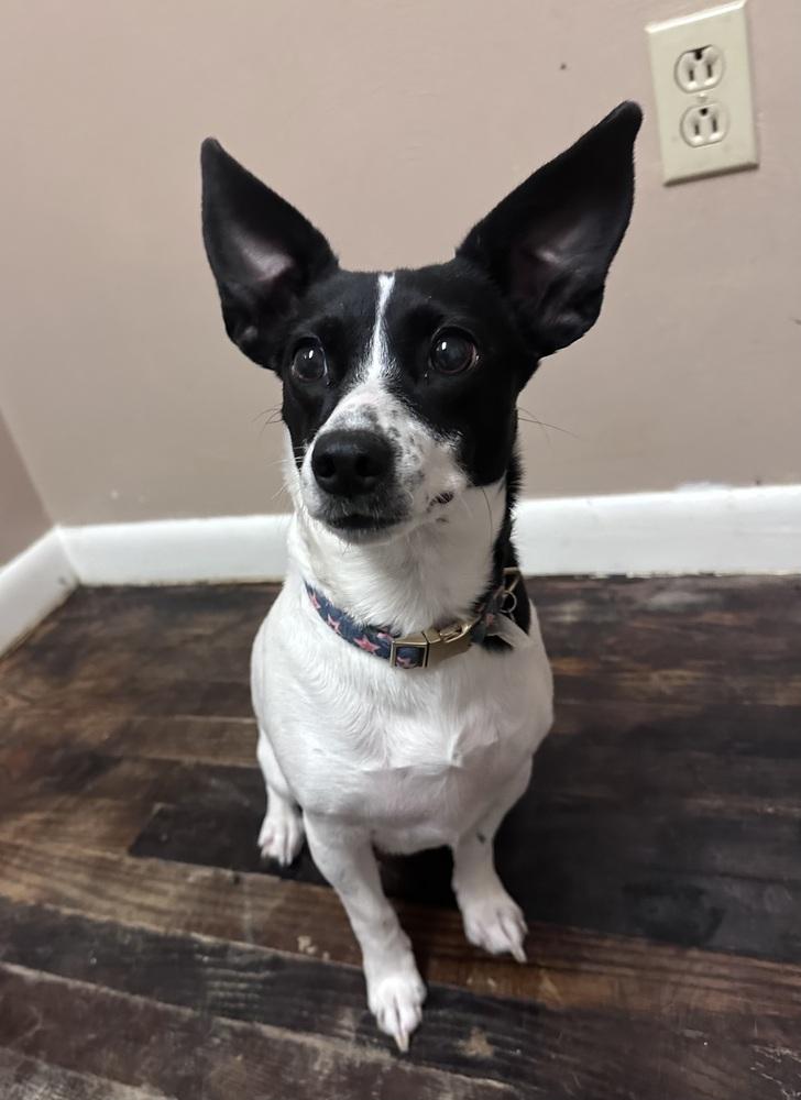 Enlarge Minnie, a Adoptable mixed breed in Irwin, PA image 4/5