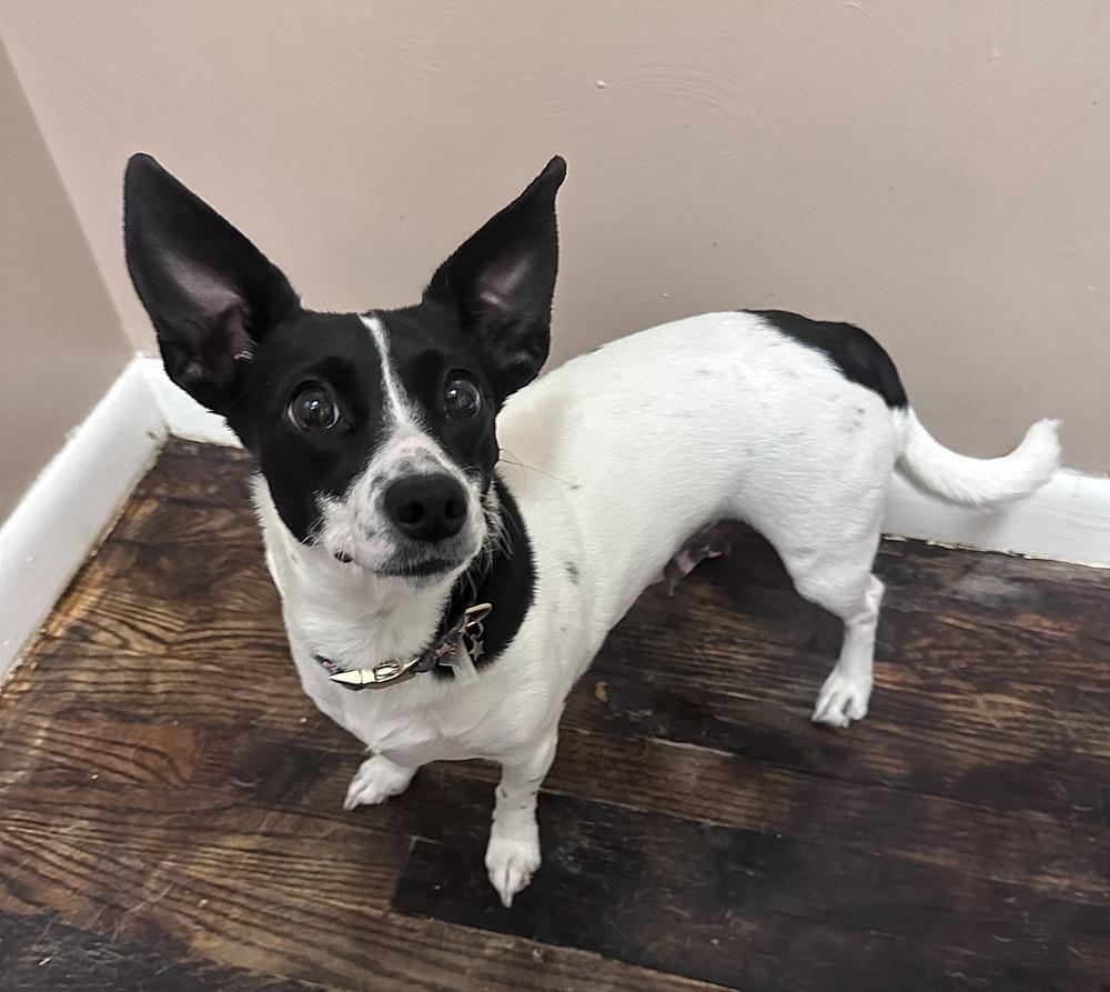 Enlarge Minnie, a Adoptable mixed breed in Irwin, PA image 5/5