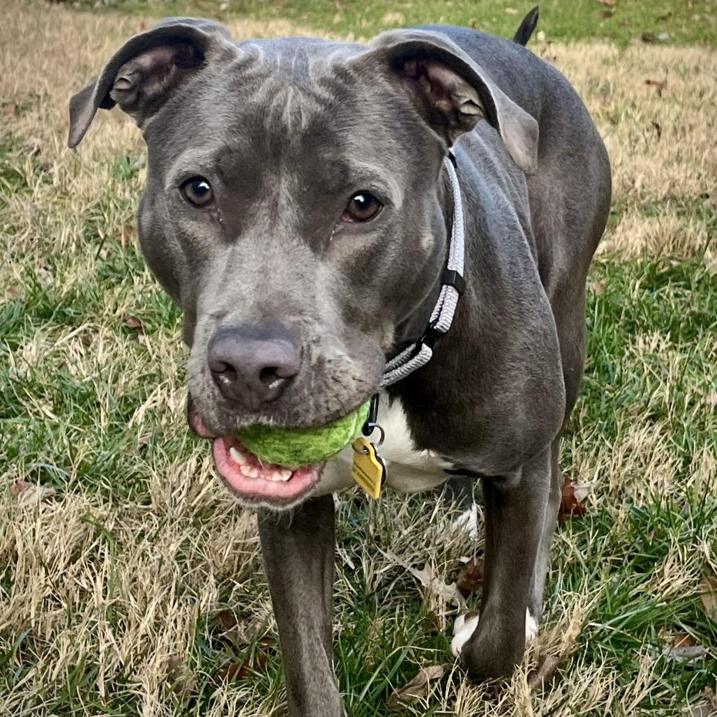 June, Adoptable, Adult Female American Staffordshire Terrier.
