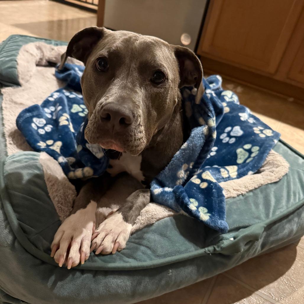June, a Adoptable American Staffordshire Terrier in Richmond, VA image 4/6