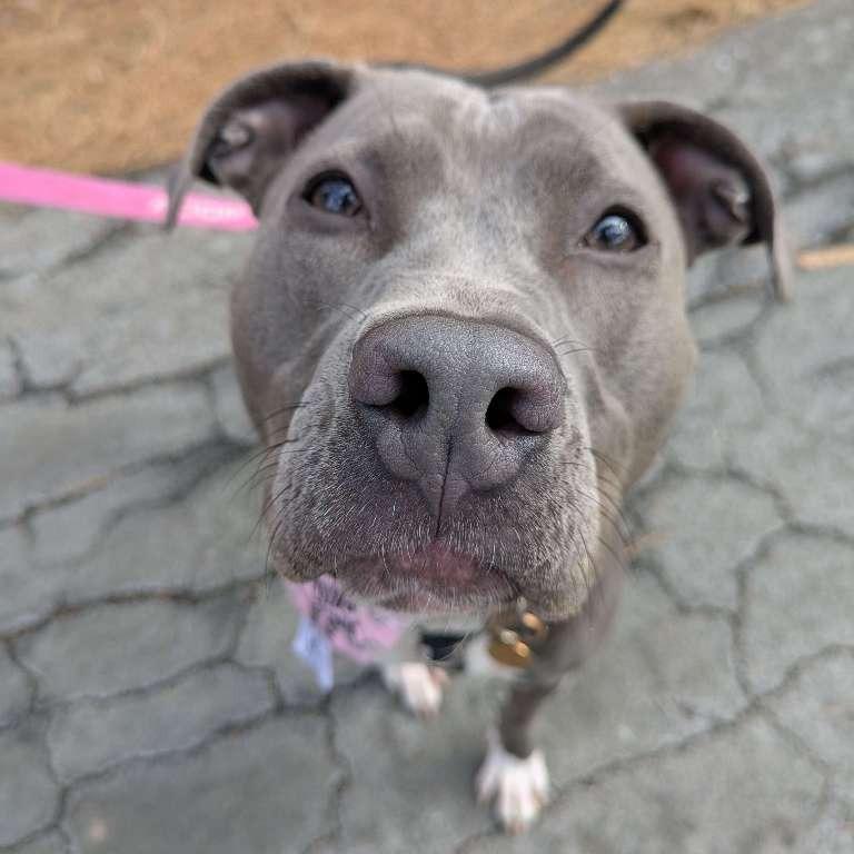 June, a Adoptable American Staffordshire Terrier in Richmond, VA image 5/6